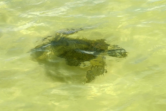 Green Sea Turtle in Gulf Shores
