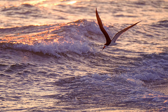 Gulf Coast Wildlife Photographer
