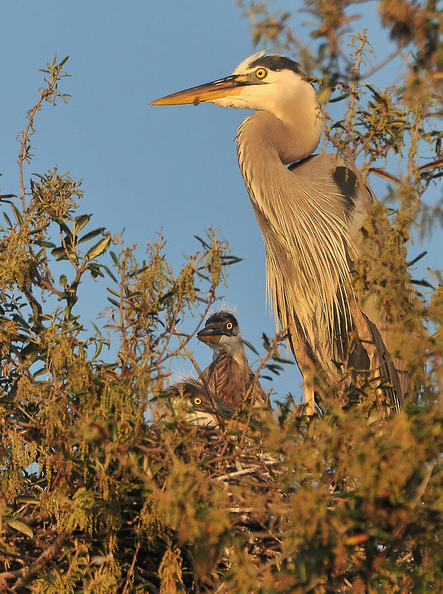 Wildlife in Robinson Island at Perdido Pass