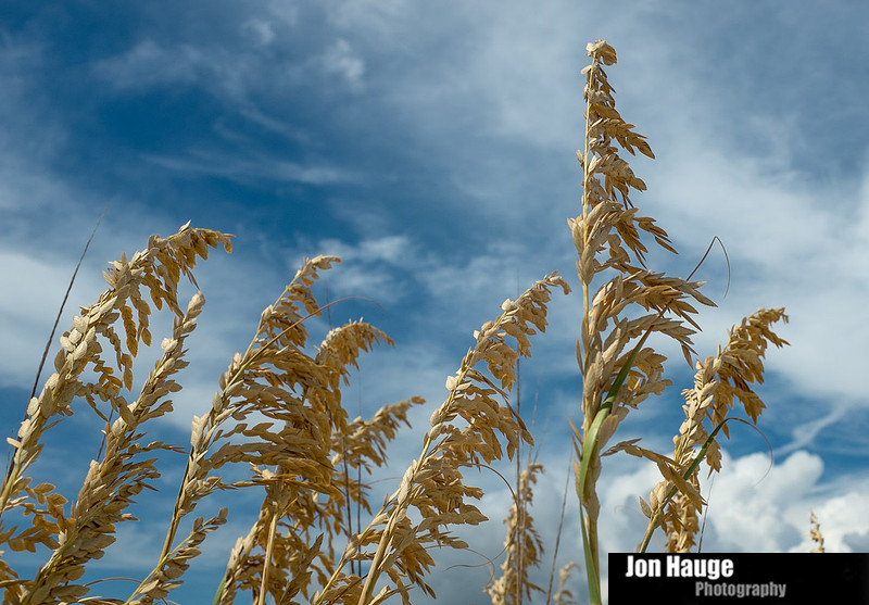 Dauphin Island Photography
