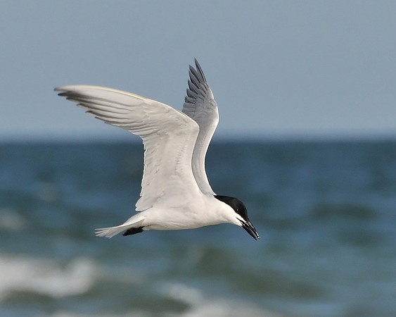 Gull-Billed Tern in Flig