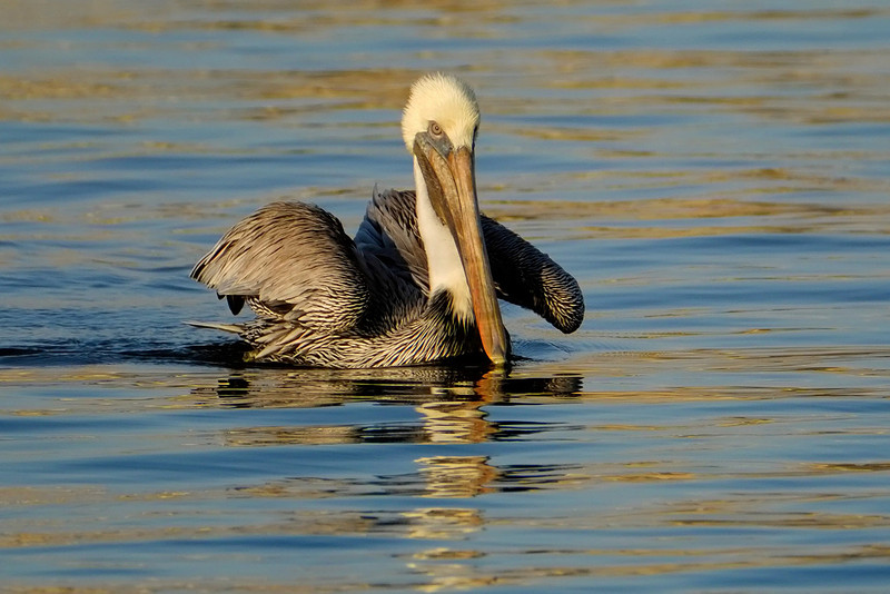 Swimming Brown Pelican on the Causeway