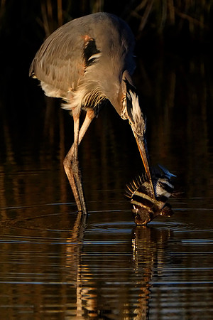 Wildlife in Gulf Shores