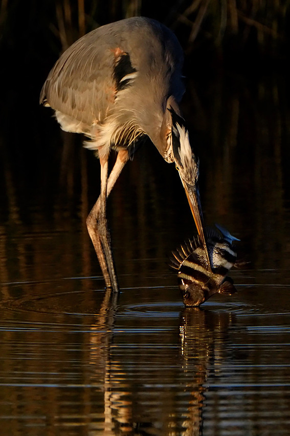 Wildlife in Gulf Shores