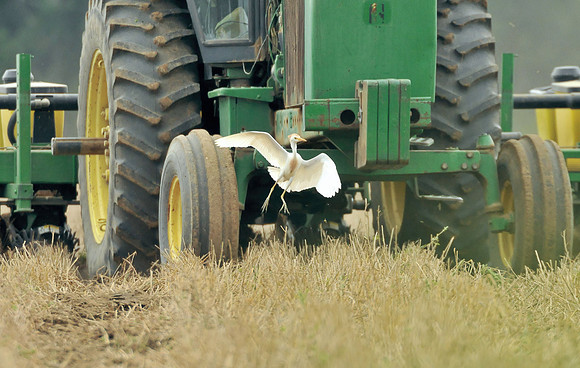 cattle egret in Robertsdale