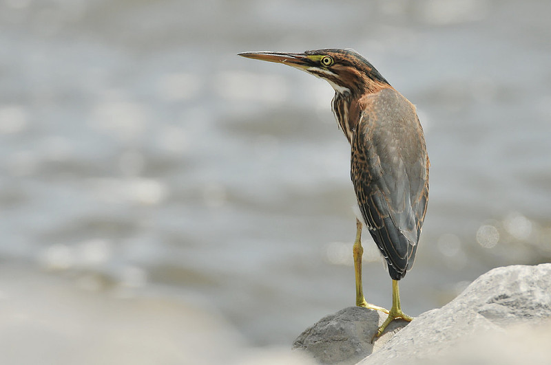 Bittern in Ocean Springs