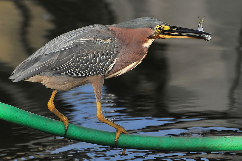 green heron ocean springs