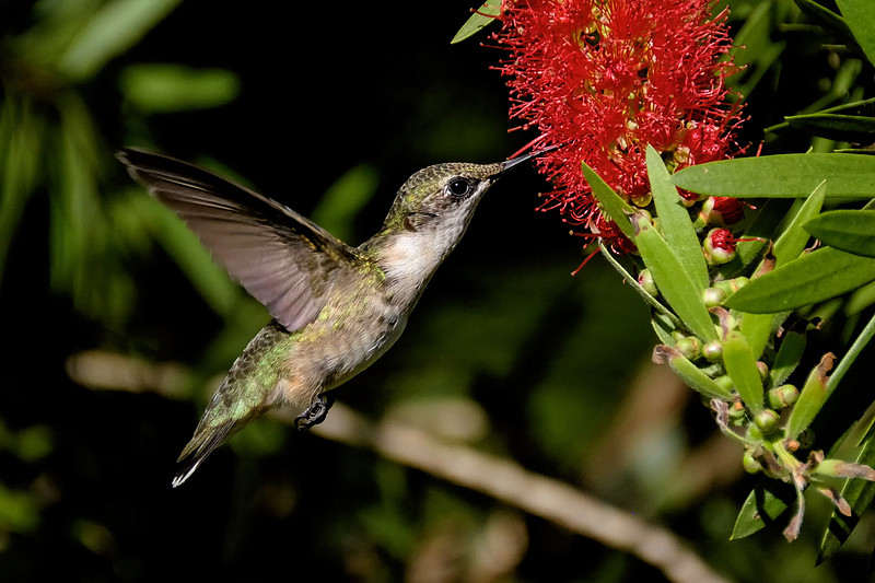 Ruby-throated Hummingbird Photography