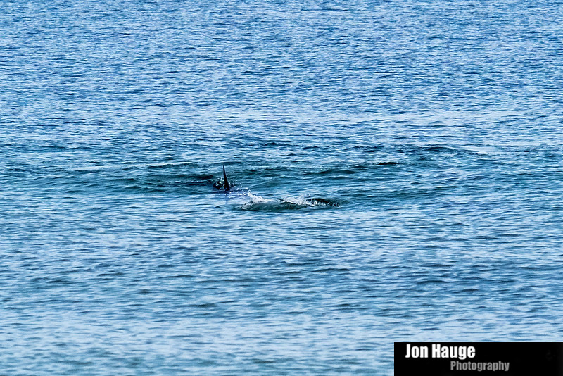 Dolphins in Perdido Key