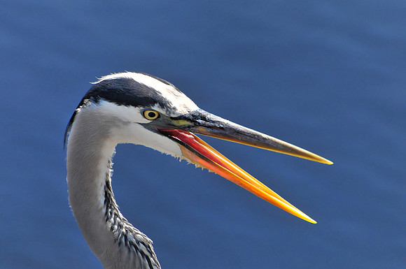 Great Blue Heron Fishing