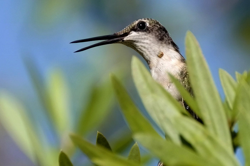 Ruby-throated Hummingbird Photography