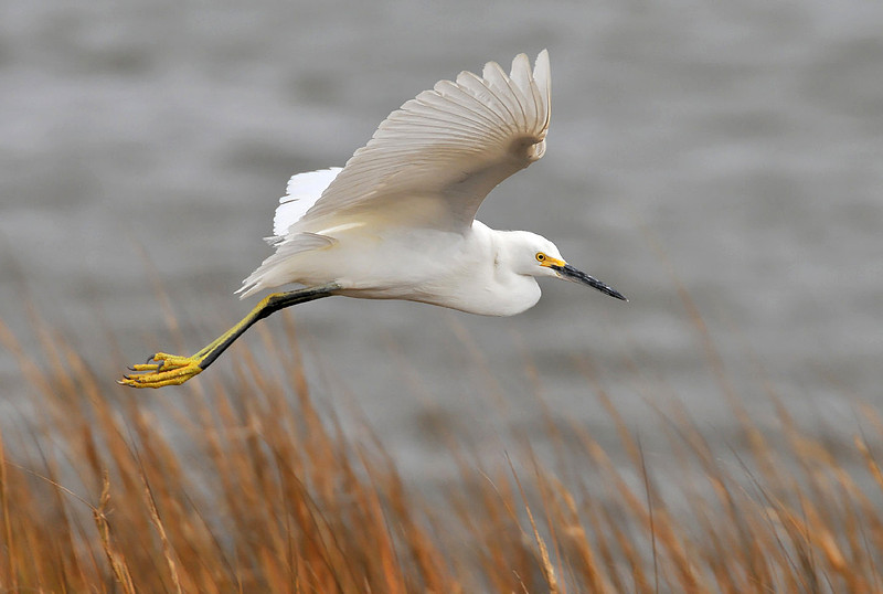 snowy egret