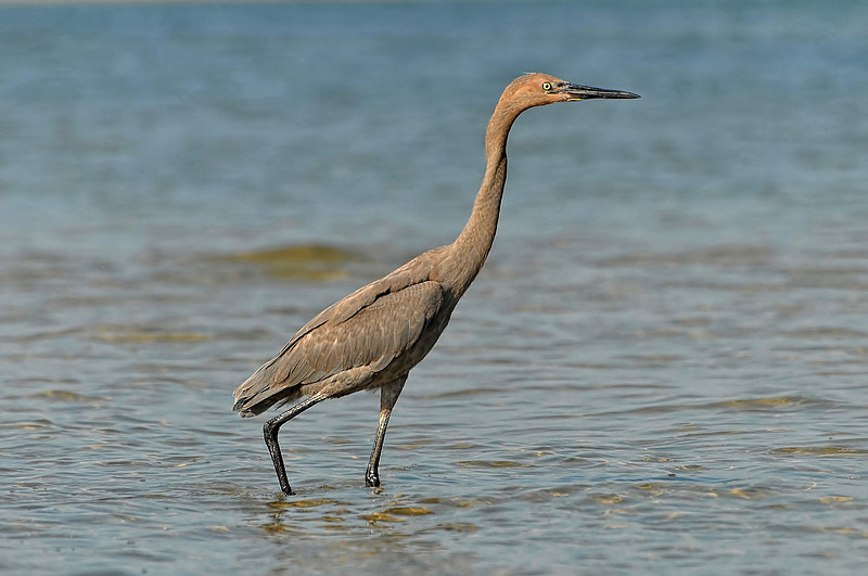 Wildlife in Robinson Island at Perdido Pass