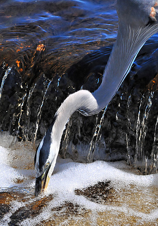 Great Blue Heron Fishing