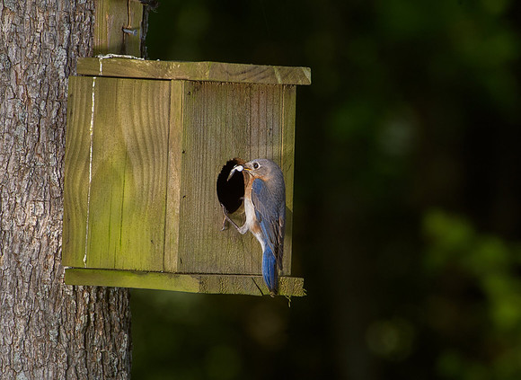 Blue Bird Nest