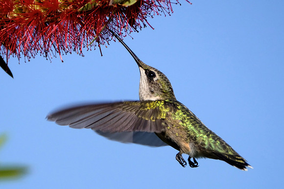 Ruby-throated Hummingbird Photography