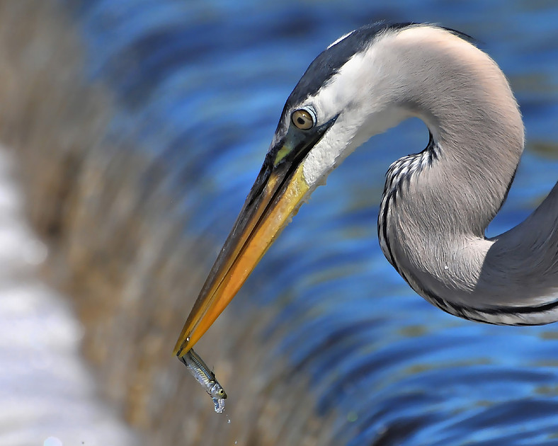Great Blue Heron Fishing