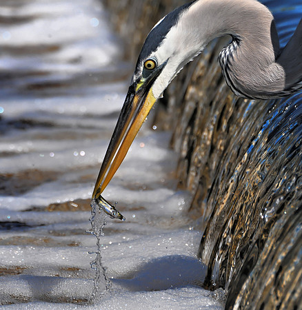 Great Blue Heron Fishing