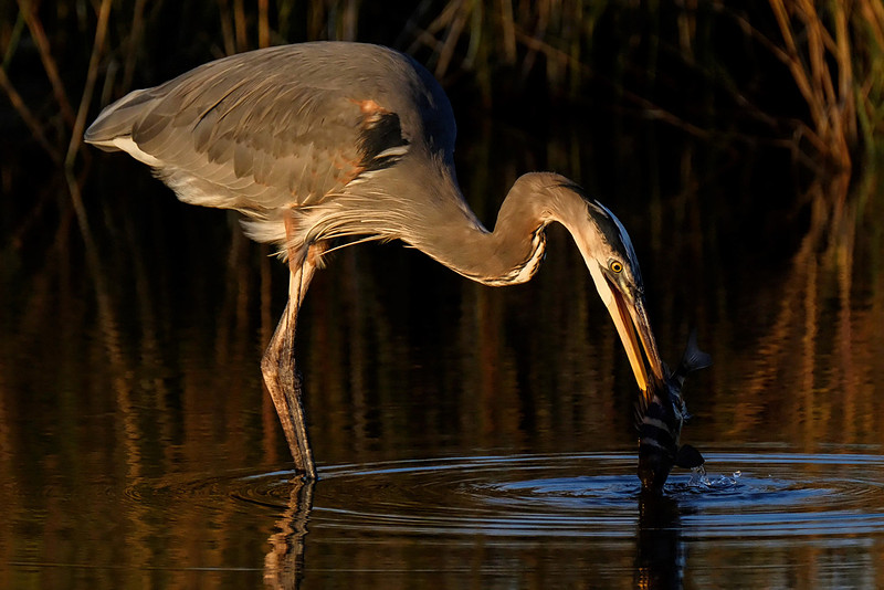 Great Blue Heron Fishing