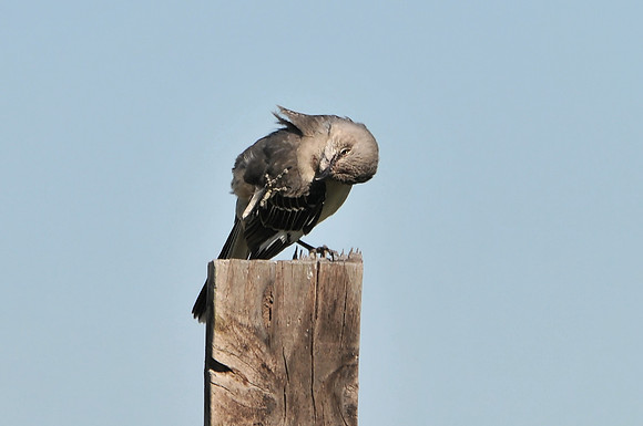 Backyard Birds