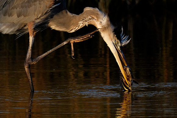 Great Blue Heron Fishing
