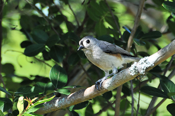 Backyard Birds
