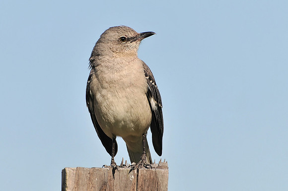 Backyard Birds
