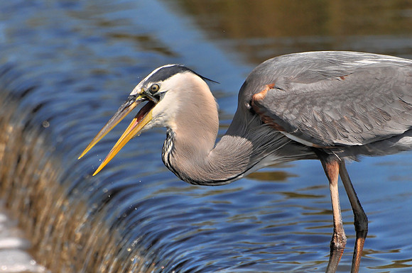 Great Blue Heron Fishing