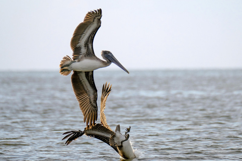 Brown Pelicans in Gulf Shores