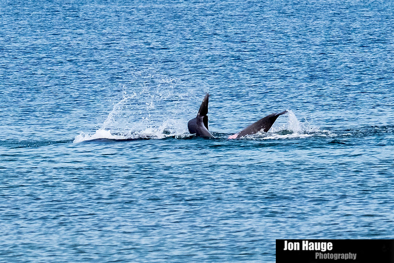 Dolphins in Perdido Key