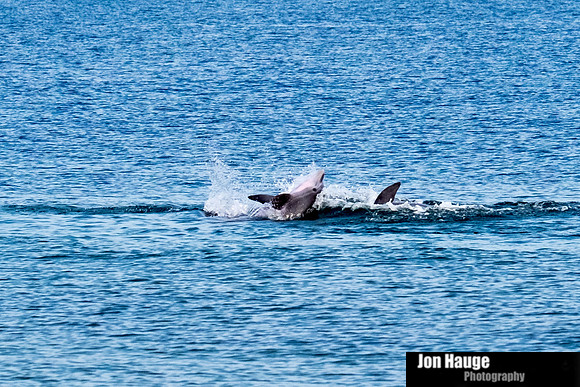 Dolphins in Perdido Key