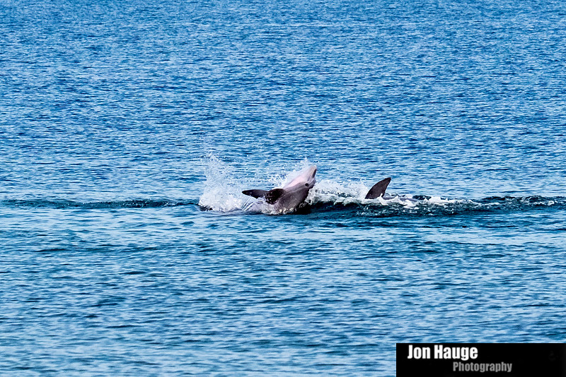 Dolphins in Perdido Key