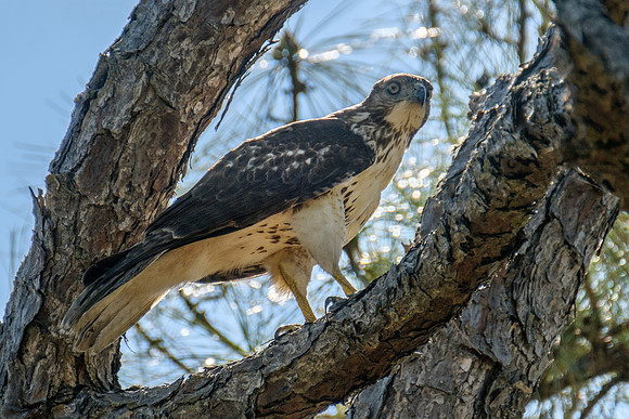 Red-Tailed Hawk at the Gulf State Park