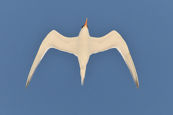 Tern
