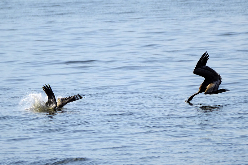 Brown Pelicans in Gulf Shores