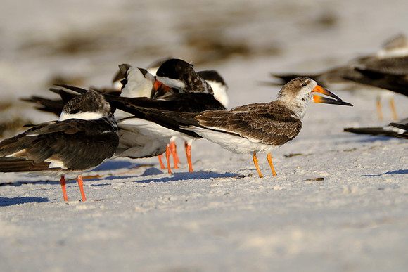 Black Skimmers on the Gulf Coast
