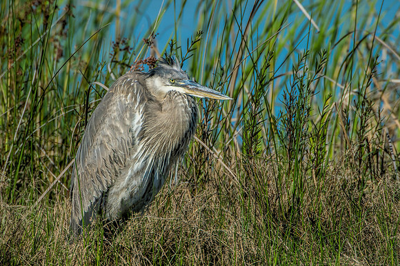 Gulf Shores Wildlife