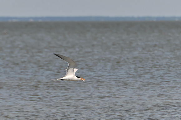 Common Tern in Flight
