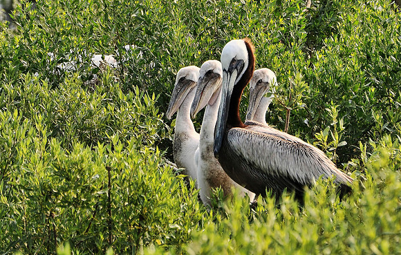 Jon Hauge Wildlife Prints