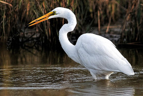 Great Egret Ocean Springs