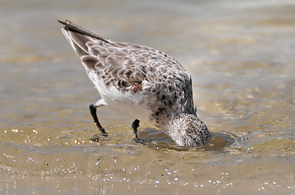 Sanderling at Beach