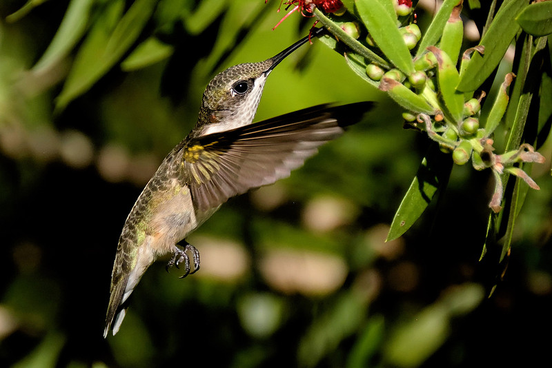 Ruby-throated Hummingbird Photography