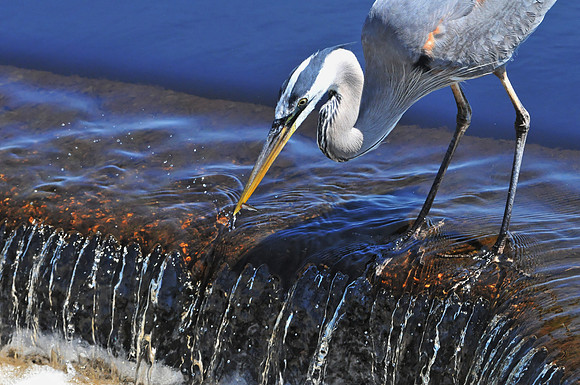 Great Blue Heron Fishing