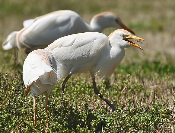 Cattle Egrets