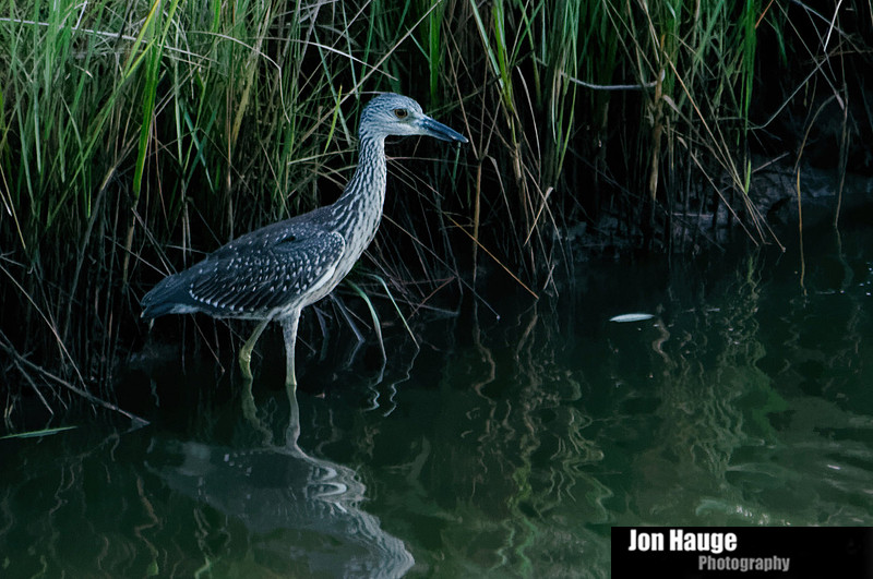 Dauphin Island Wildlife