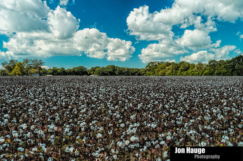 Cotton Field in Robertsdale