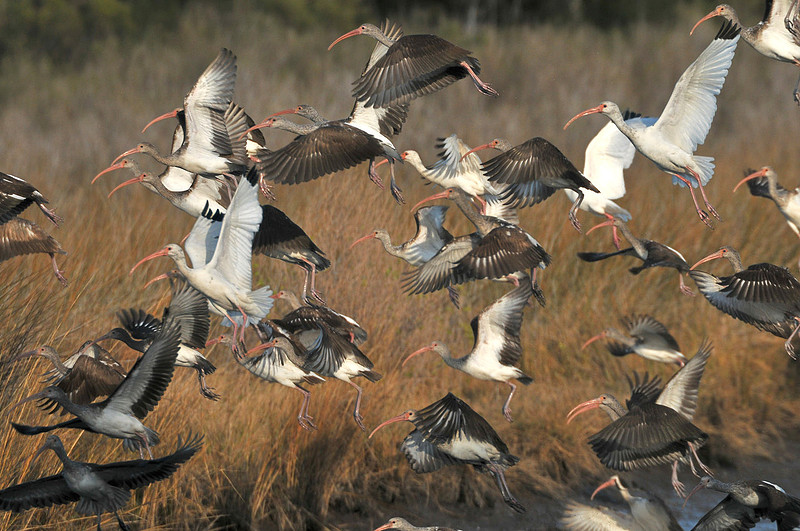white ibis in Ocean Springs