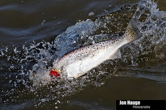 Speckled Trout in Mobile Delta
