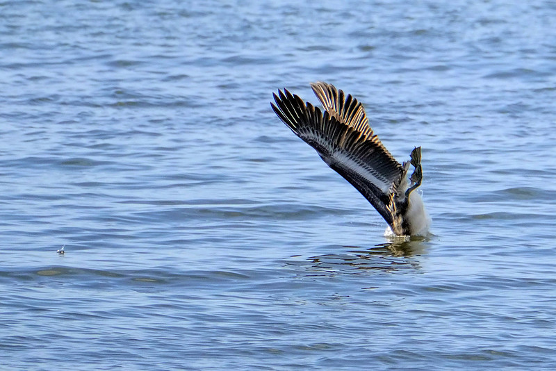 Brown Pelicans in Gulf Shores