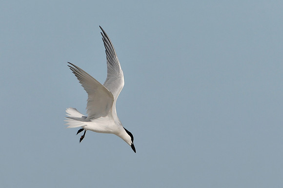 Gull-Billed Tern in Flight